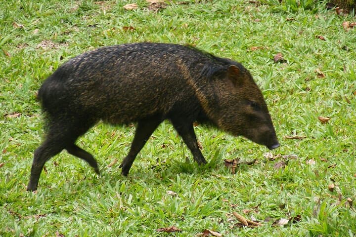 Monteverde Natural History Walk: Guided Cloud-Forest Wildlife Experience photo 4