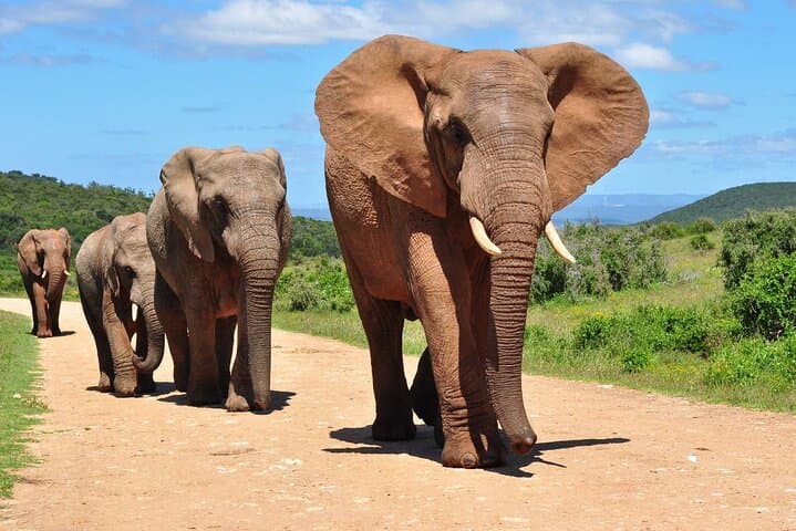 7-Day Private Cape Town to Durban Garden Route Tour with Addo Game Drive photo 5