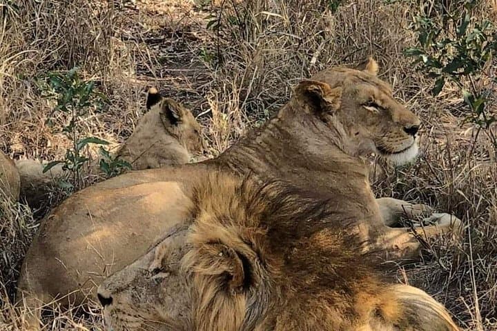 Rhino and Lion Park Safari — Close-up Game Drive from Johannesburg