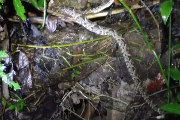 Gandoca-Manzanillo Tropical Hike: Coastal Jungle, Monkeys & Sloth Spotting photo 2