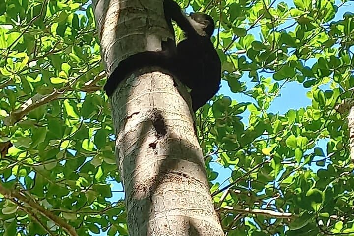Gandoca-Manzanillo Tropical Hike: Coastal Jungle, Monkeys & Sloth Spotting photo 4