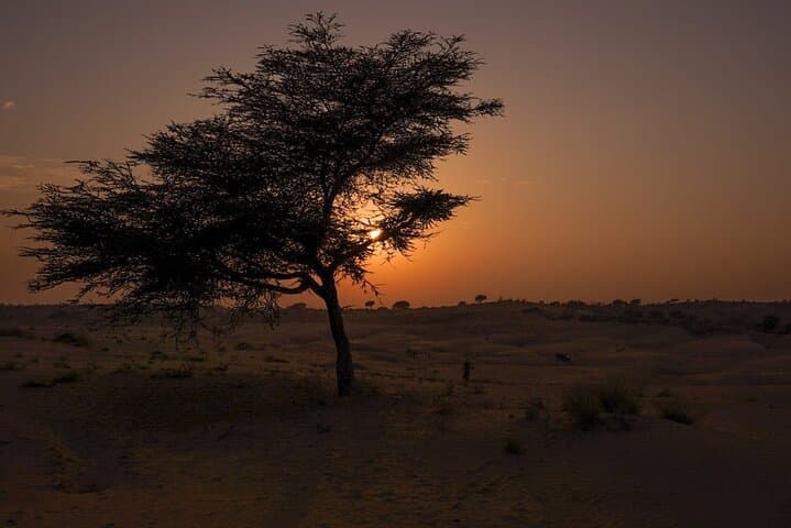 Overnight Camel Safari and Desert Camping in Osian, Jodhpur photo 2