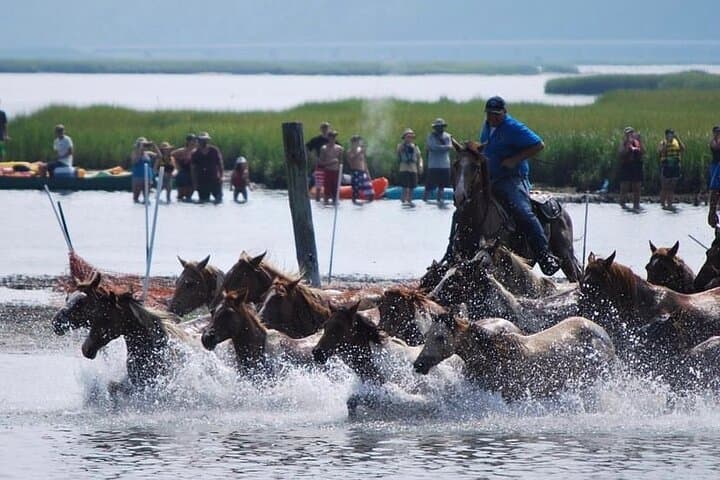 Kayak the Chincoteague Pony Swim: Close-Up Wild Pony Viewing 2026 photo 1