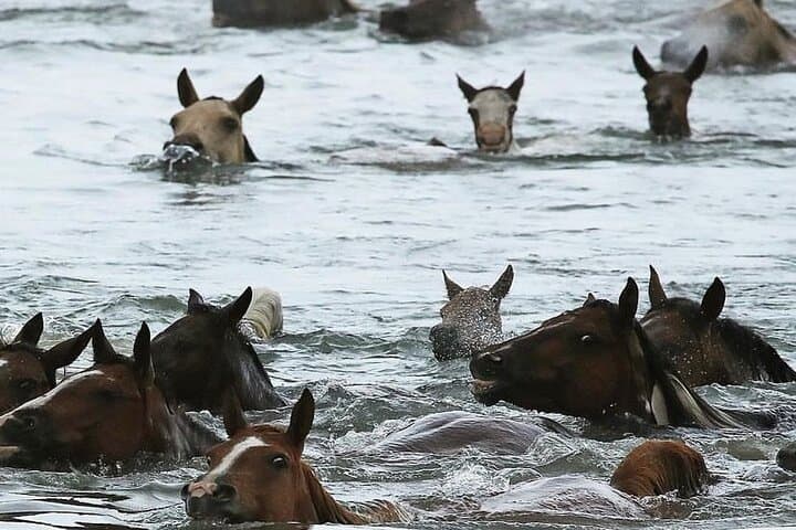 Kayak the Chincoteague Pony Swim: Close-Up Wild Pony Viewing 2026 photo 2