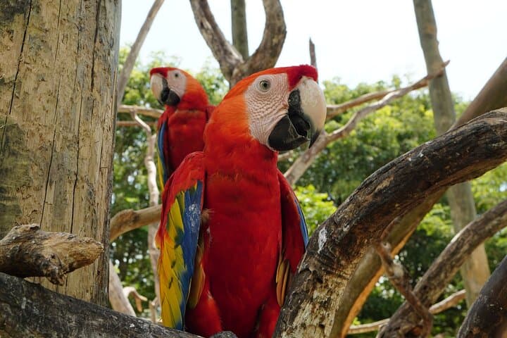 Full-Day Isla Barú Tour: National Aviary & Playa Blanca from Cartagena photo 3
