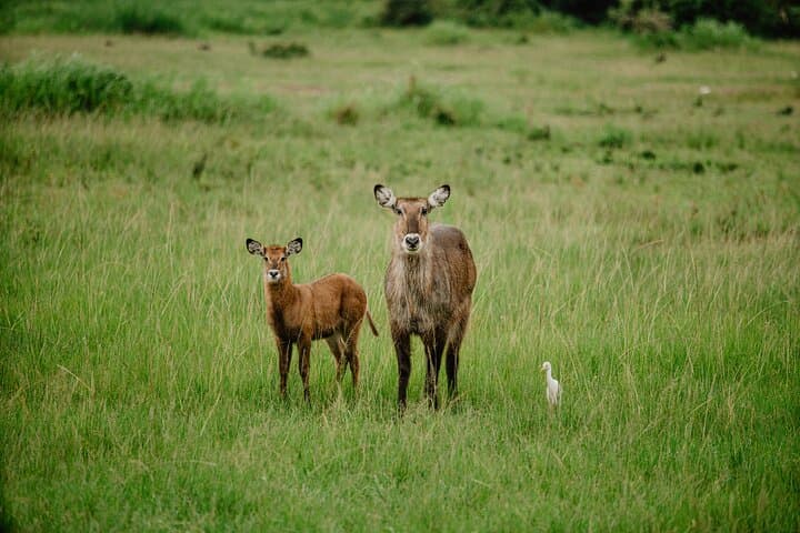 Full-Day Akagera Big Five Safari from Kigali — Lions, Elephants & Shoebill photo 3
