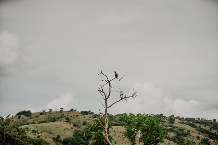 Full-Day Akagera Big Five Safari from Kigali — Lions, Elephants & Shoebill photo 4