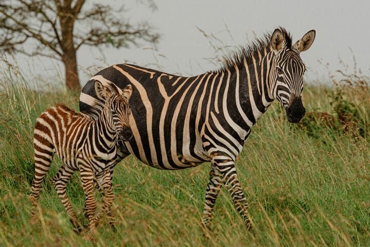 Full-Day Akagera Big Five Safari from Kigali — Lions, Elephants & Shoebill photo 6