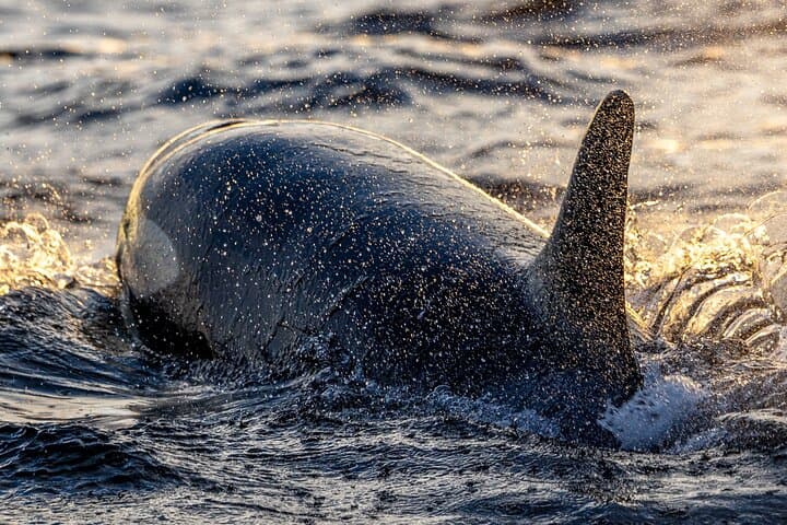 Tromsø to Skjervøy RIB Whale Watching: Full-Day Orca & Humpback Search photo 6