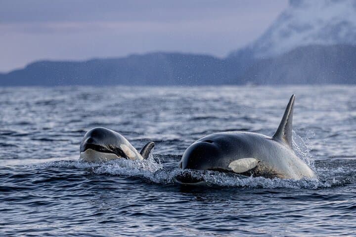Tromsø to Skjervøy RIB Whale Watching: Full-Day Orca & Humpback Search photo 5