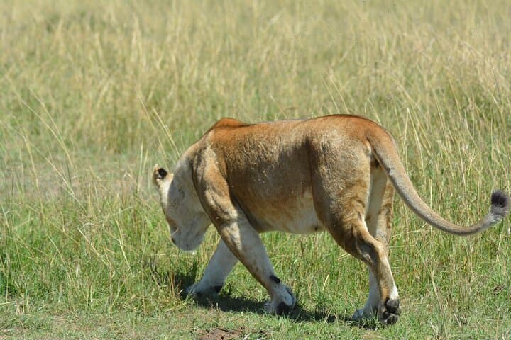 6-Day Big Five Safari in Tanzania: Serengeti, Ngorongoro & Tarangire photo 3