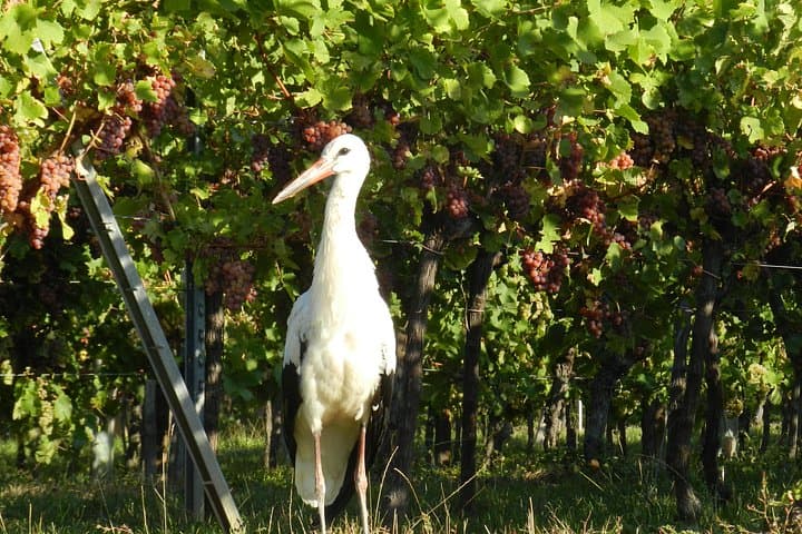 Half-Day Alsace Wine Route Tour: Hunawihr & Riquewihr Tasting from Colmar photo 3