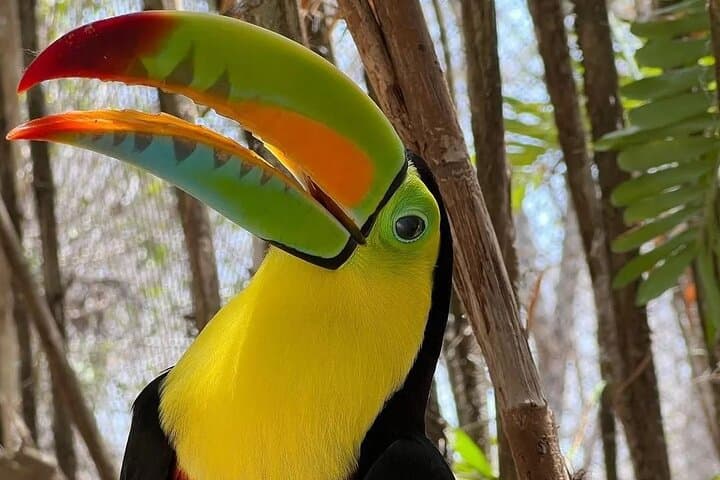 Barú Full-Day: National Aviary, Playa Blanca & Bioluminescent Plankton photo 2