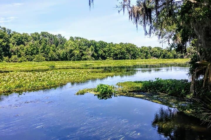 Wekiva Wildlife Kayaking Adventure on the Lower Wekiva River photo 4