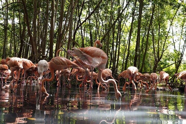 Barú Full-Day: National Aviary, Playa Blanca & Bioluminescent Plankton photo 4