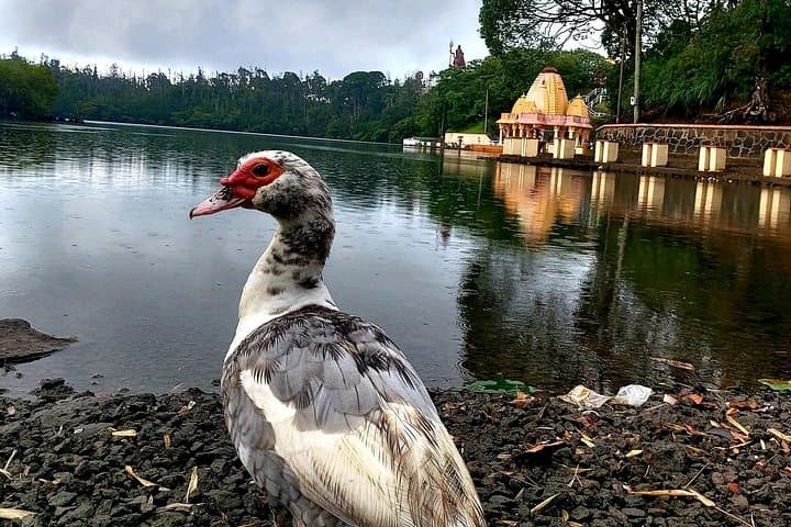 South Mauritius Full-Day: Chamarel Coloured Earth, Waterfalls & Ganga Talao Tour photo 4