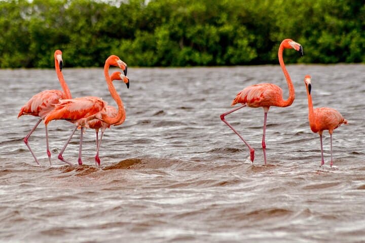 Río Lagartos Flamingo & Mangrove Boat Tour: Mangrove Channels, Mud Baths and Virgin Beach photo 2