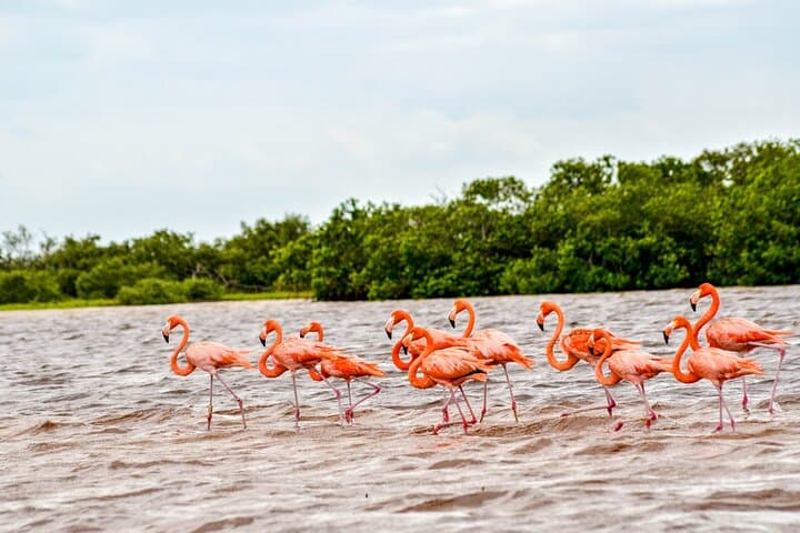 Río Lagartos Flamingo & Mangrove Boat Tour: Mangrove Channels, Mud Baths and Virgin Beach