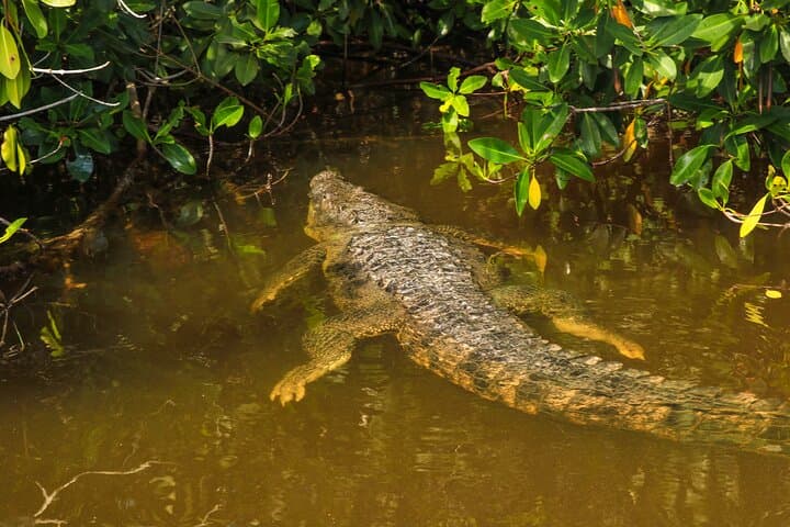 Río Lagartos Flamingo & Mangrove Boat Tour: Mangrove Channels, Mud Baths and Virgin Beach photo 4