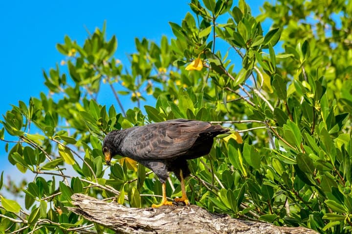 Río Lagartos Flamingo & Mangrove Boat Tour: Mangrove Channels, Mud Baths and Virgin Beach photo 5