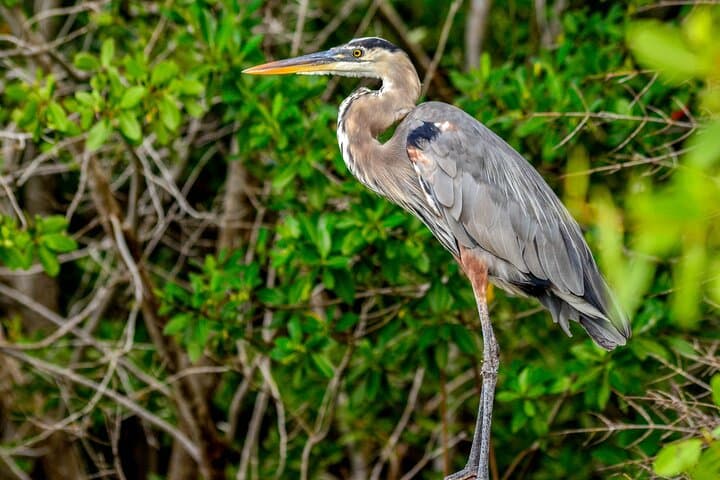 Río Lagartos Flamingo & Mangrove Boat Tour: Mangrove Channels, Mud Baths and Virgin Beach photo 6