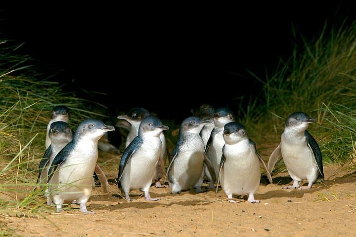 Phillip Island Day Tour: Penguin Parade, Koalas, Kangaroos & Coastal Views