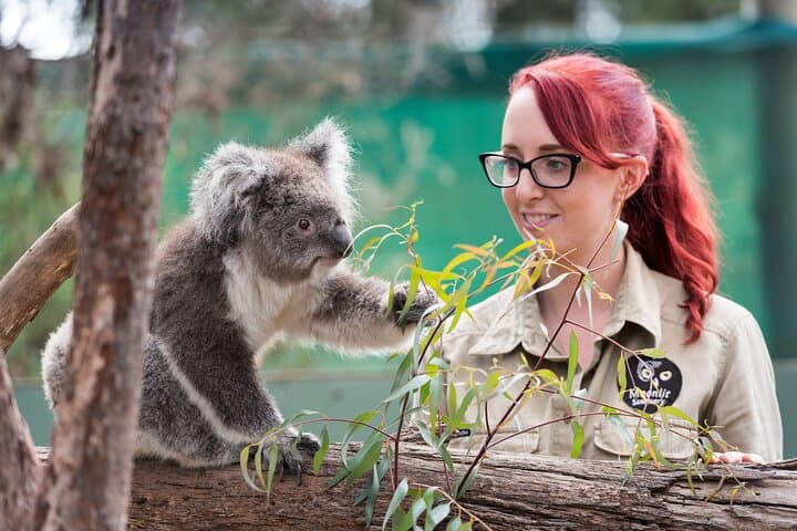 Phillip Island Day Tour: Penguin Parade, Koalas, Kangaroos & Coastal Views photo 2