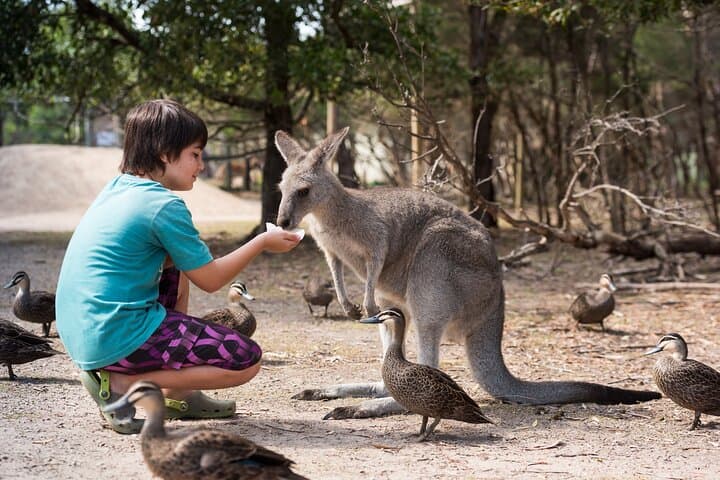 Phillip Island Day Tour: Penguin Parade, Koalas, Kangaroos & Coastal Views photo 3