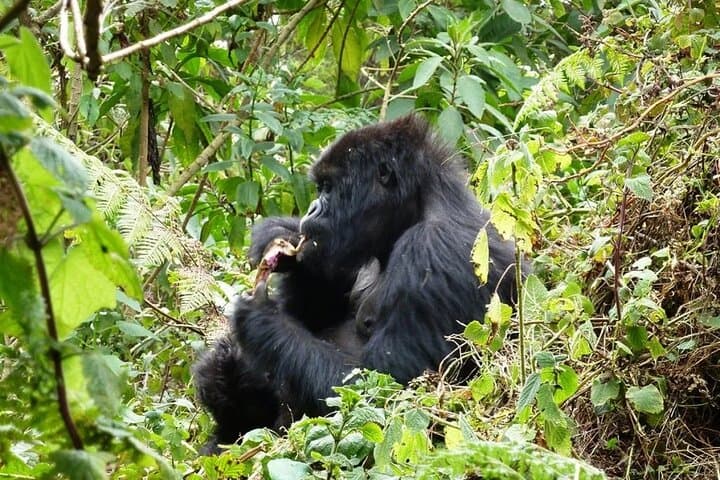 13-Day Uganda Wildlife & Gorilla Trekking Safari — Murchison to Bwindi