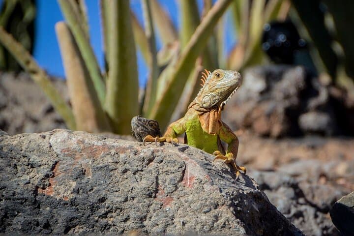 Inside Agadir’s Crocoparc: Up-Close Nile Crocodiles & Jungle Gardens photo 3