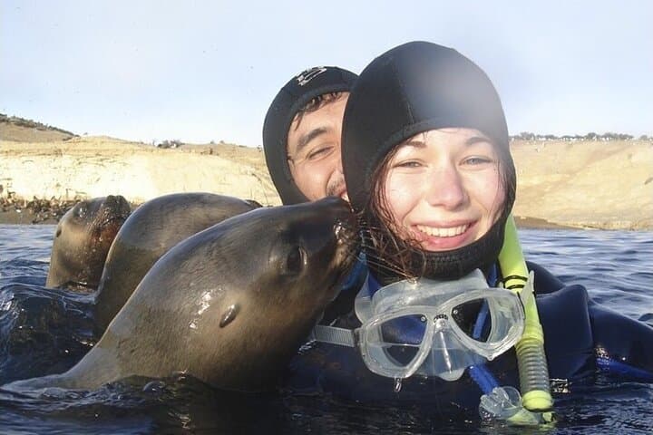Snorkeling with Sea Lions in Puerto Madryn — Punta Loma Wildlife Adventure
