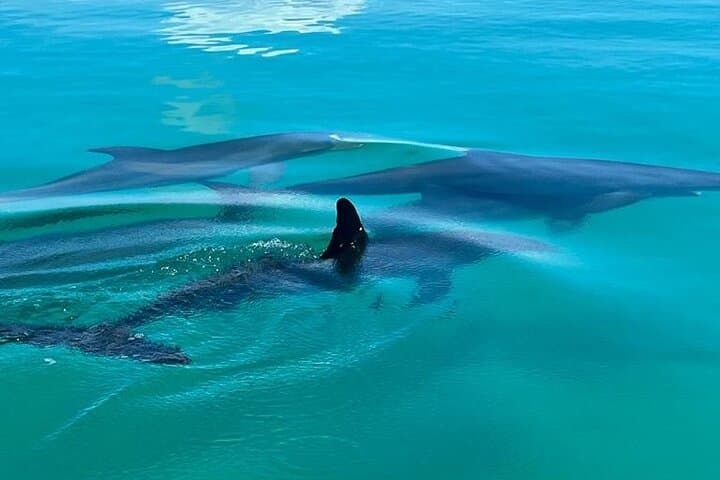 Key West Dolphin Watching & Snorkeling Tour from The Perry Hotel photo 4