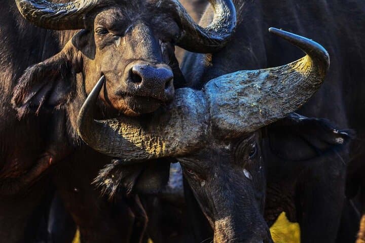 13-Day Uganda Wildlife & Gorilla Trekking Safari — Murchison to Bwindi photo 3