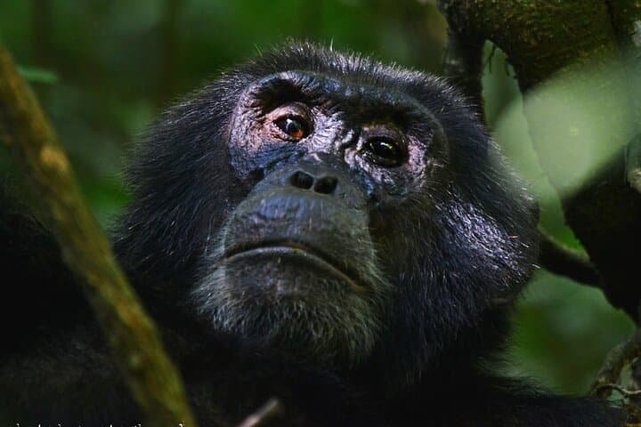 13-Day Uganda Wildlife & Gorilla Trekking Safari — Murchison to Bwindi photo 4