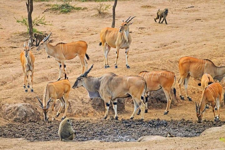 13-Day Uganda Wildlife & Gorilla Trekking Safari — Murchison to Bwindi photo 5