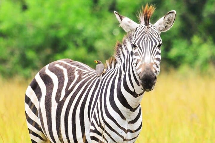 13-Day Uganda Wildlife & Gorilla Trekking Safari — Murchison to Bwindi photo 6