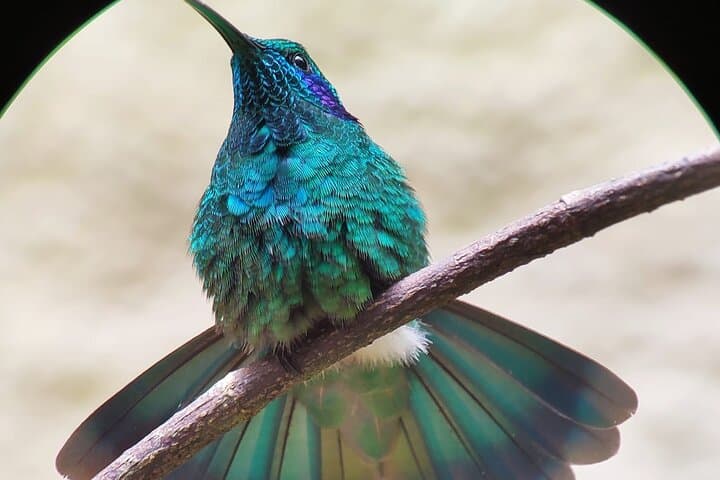Curicancha Birdwatching Tour — Monteverde Resplendent Quetzal & Hummingbirds photo 5