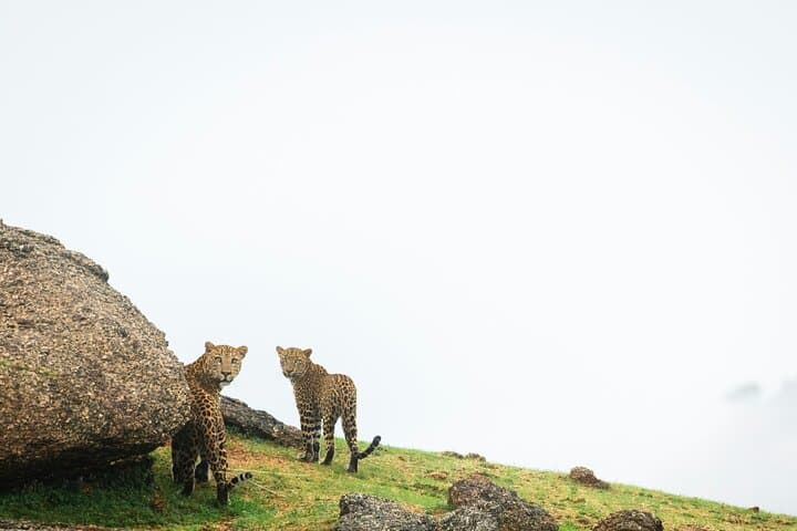 Jawai Leopard Wildlife Safari — Evening Leopard Drive & High Tea at Jawai Bandh photo 2