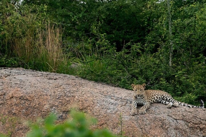 Jawai Leopard Wildlife Safari — Evening Leopard Drive & High Tea at Jawai Bandh photo 6