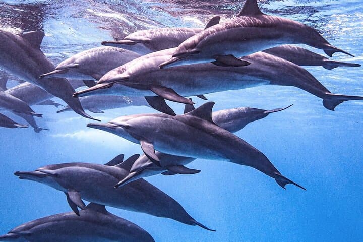 Full-Day Dolphin Watching and Snorkeling at Hurghada’s Dolphin House