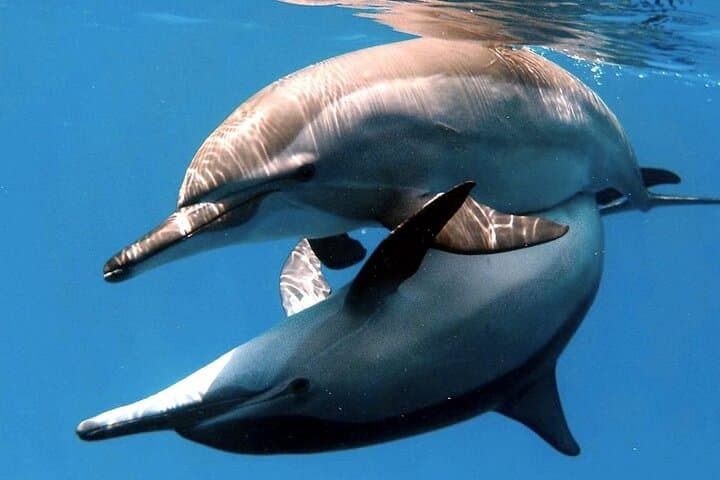 Full-Day Dolphin Watching and Snorkeling at Hurghada’s Dolphin House photo 2