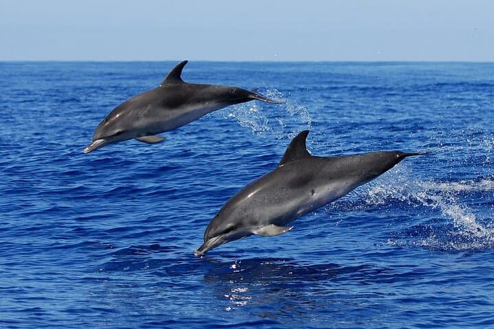 Full-Day Dolphin Watching and Snorkeling at Hurghada’s Dolphin House photo 3