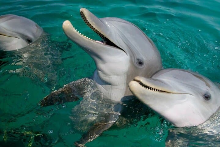 Full-Day Dolphin Watching and Snorkeling at Hurghada’s Dolphin House photo 4