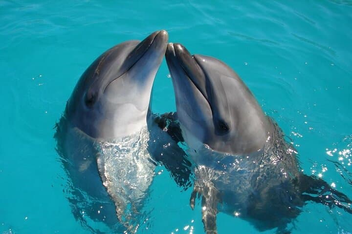 Full-Day Dolphin Watching and Snorkeling at Hurghada’s Dolphin House photo 5