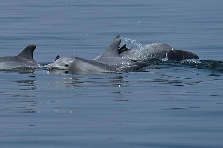 Full-Day Dolphin Watching and Snorkeling at Hurghada’s Dolphin House photo 6