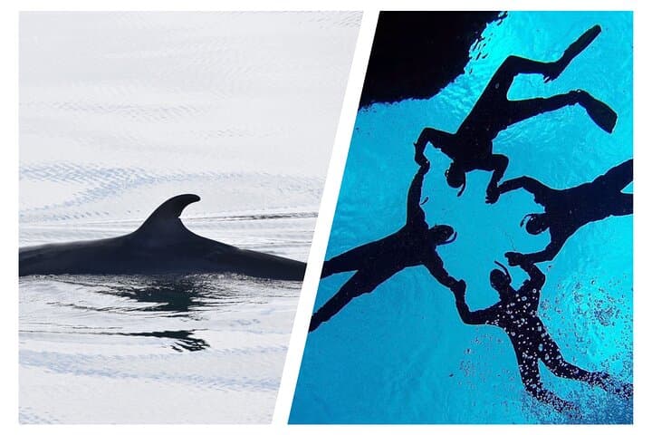 Snorkel Silfra and Whale Watch from Reykjavik: Self-Drive Day Trip
