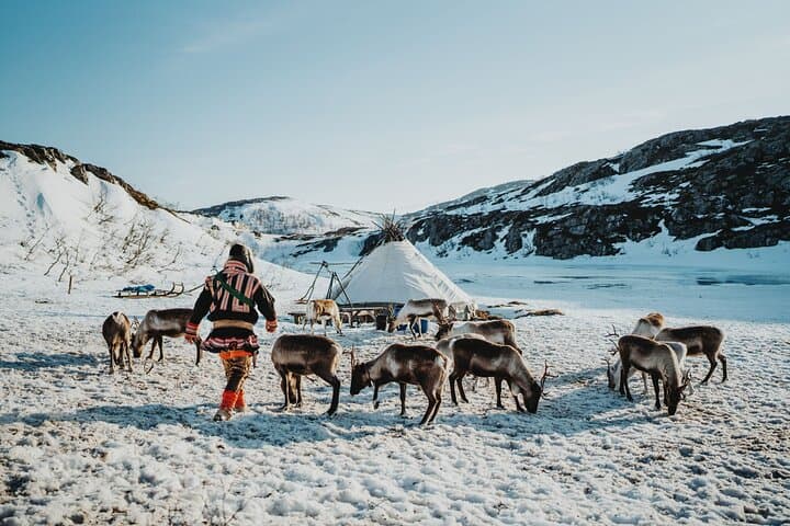 Arctic Fjords & Sami Reindeer Experience — Day Tour from Tromsø