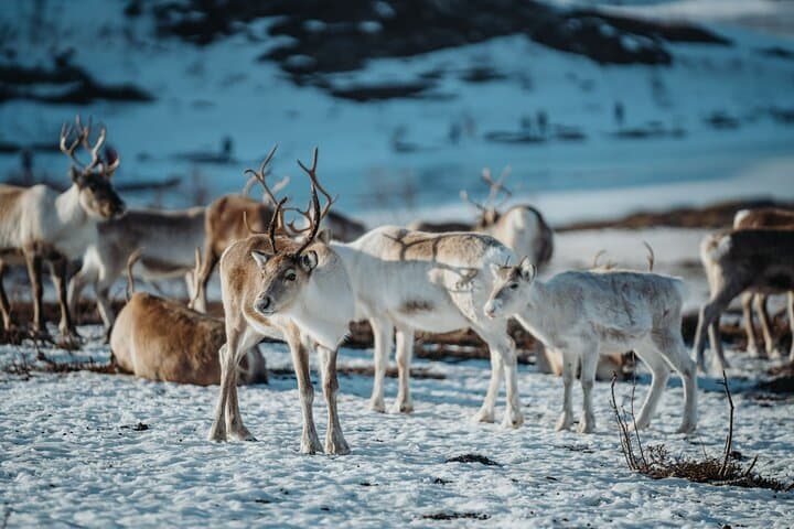 Arctic Fjords & Sami Reindeer Experience — Day Tour from Tromsø photo 6