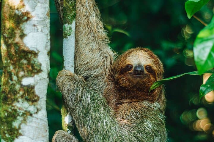 Sloth Tour La Fortuna Arenal: Private Natural Habitat Experience photo 2