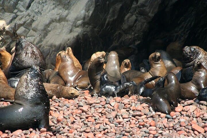 Ballestas Islands and Paracas Reserve Day Tour from Huacachina photo 2